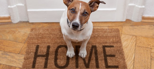 small dog on home welcome mat
