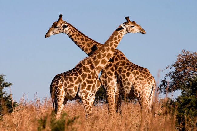 Two giraffes out in nature, photographed at an African game reserve