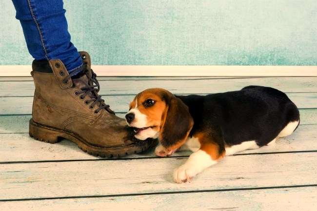 Puppy biting a stranger's boot outside on a wooden deck