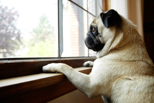 Home pet pug looking out the window