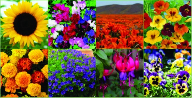 8 Easy flowering plants for beginners