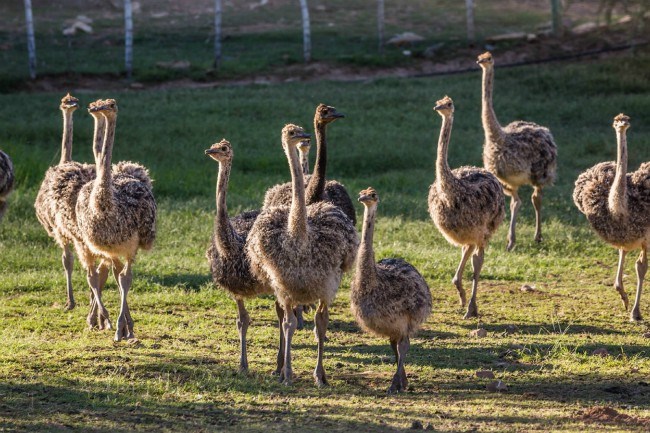 ostrich farms