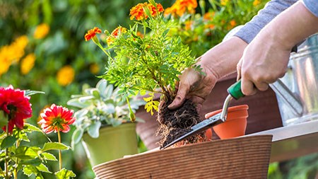 Your garden in May