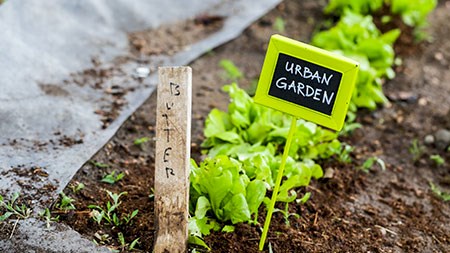 How to start your own vegetable garden
