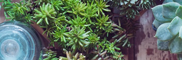 Get water-wise – garden with succulents
