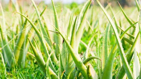 Welcome the aloe into your water-wise garden