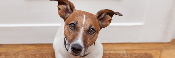 Tips for tenants and landlords on renting with pets