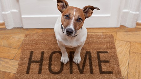 Tips for tenants and landlords on renting with pets