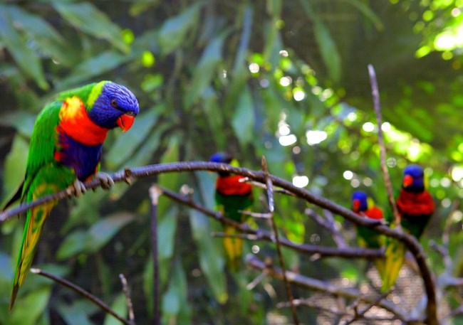 A few of the birds that can be spotted at the Umgeni River Bird Park