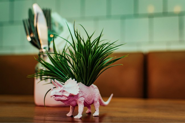 dinosaur-statue-cum-pot-plant on a table at the Raptor Room