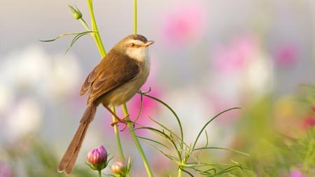 How to get birds flocking to your garden