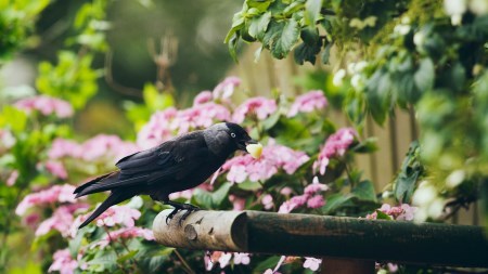 Make your garden THE place to perch with feeders and baths for the birds