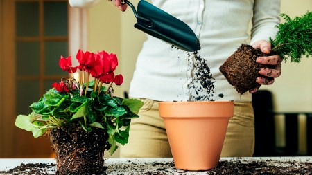 How to grow flowers indoors