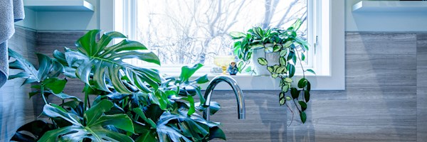 Bringing houseplants into your life