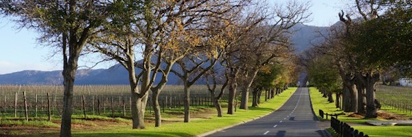 A guide to the Cape Winelands  