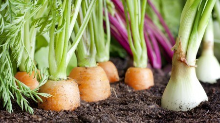 Can a veggie garden add value to your home?