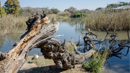 Suburb focus on Brooklyn, Pretoria