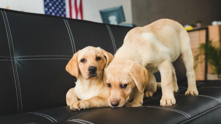 How to prepare your home for your new pet