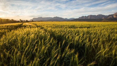 No need to panic over land expropriation without compensation