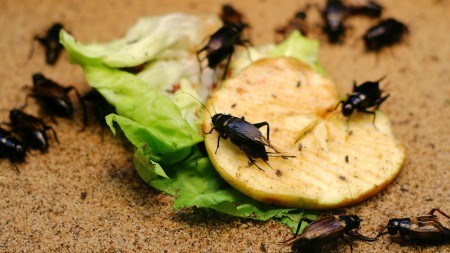 Eco-Friendly pest control solutions