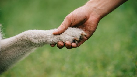 Pretoria's first pet-friendly apartment