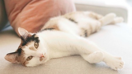 5 Ways to make your rental apartment pet-friendly