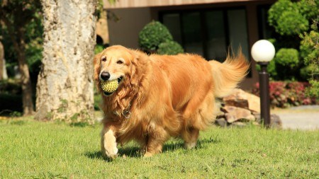 Is your garden too small for your dogs? 