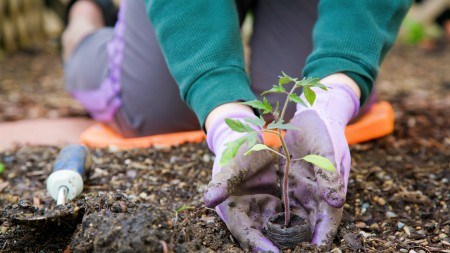 Creating a waterwise garden