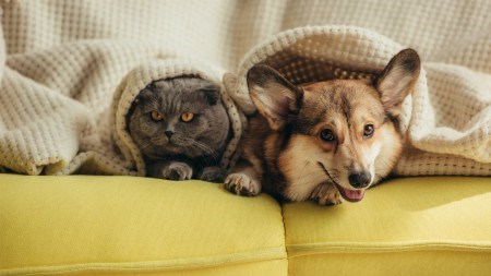 How to sell your home with pets