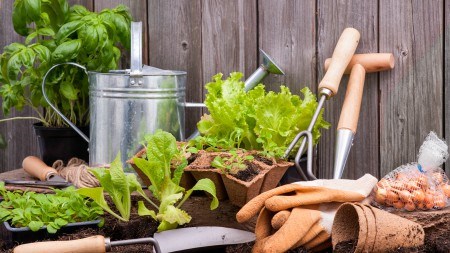 How to become a pro gardener during lockdown