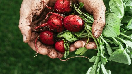 How to grow your own vegetable garden at home