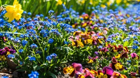 Flowers to plant in your garden this winter 