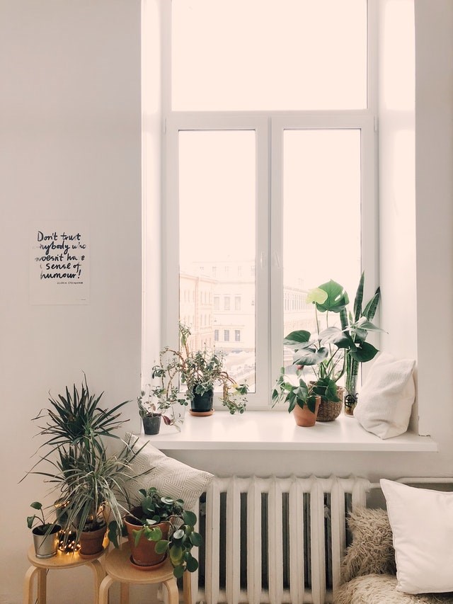 Plants on a window sill