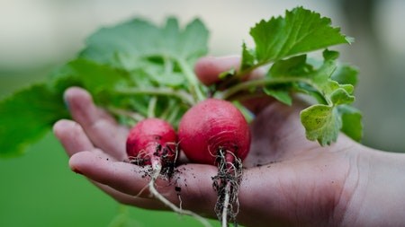 10 easy and delicious vegetables to grow in your garden