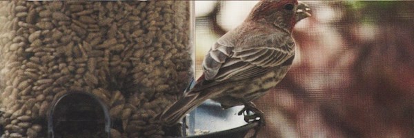 How to DIY Birdhouses & feeders
