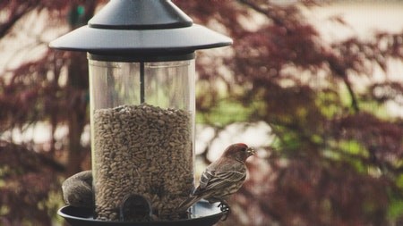 How to DIY Birdhouses & feeders