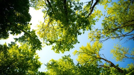 Learn about the value of South Africa's indigenous trees—and plant one!