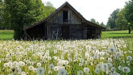 How to Turn Wendy Houses into the Ultimate Man Shed