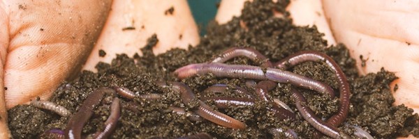 Growing a worm farm at home - Vermicomposting 101