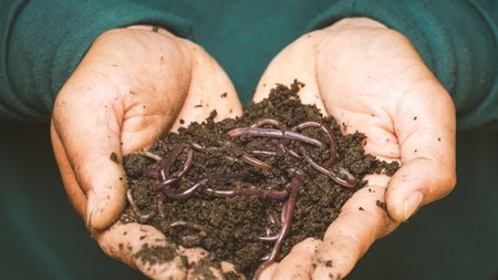 Growing a worm farm at home - Vermicomposting 101