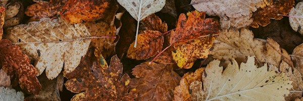 How to prepare your garden for autumn