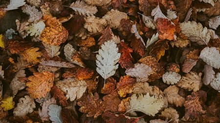 How to prepare your garden for autumn