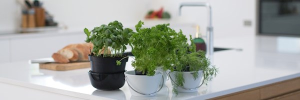 All you need to know about growing herbs in your kitchen