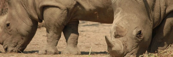 Care For Wild Rhino Sanctuary goes off-grid with a solar and battery storage solution 