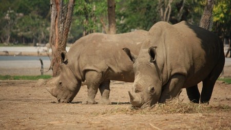 Care For Wild Rhino Sanctuary goes off-grid with a solar and battery storage solution 