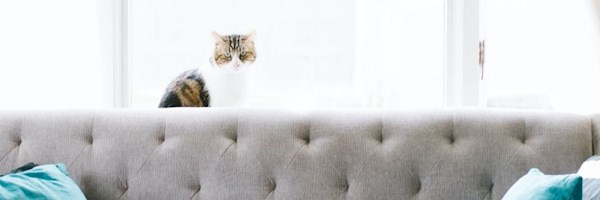 Ultimate guide to moving with Cats