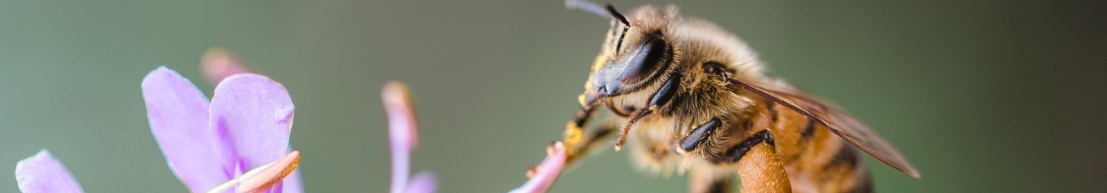 How to create a bee-friendly garden