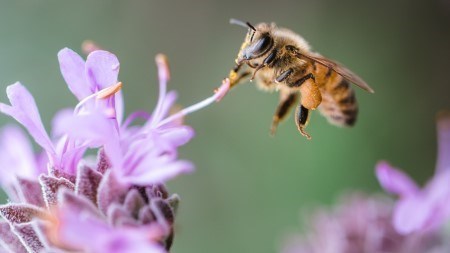 How to create a bee-friendly garden