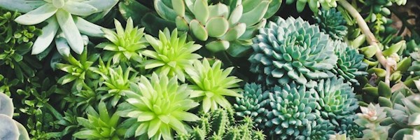 How to start and manage succulent gardens
