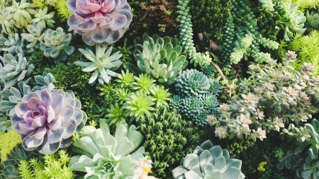 How to start and manage succulent gardens